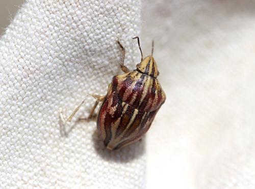 Odontotarsus purpureolineatus